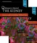 Picture of Book Brenner and Rector's the Kidney