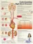 Picture of Book Understanding High Blood Pressure