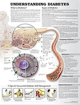 Picture of Book Understanding Diabetes Anatomical Chart