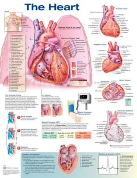 Imagem de The Heart