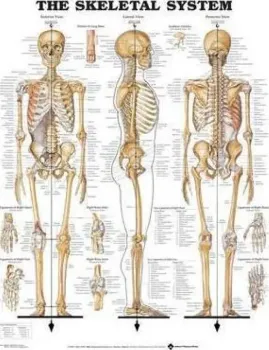 Imagem de Skeletal System Anatomical Chart