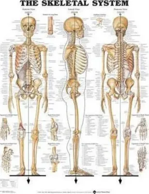 Imagem de Skeletal System Anatomical Chart
