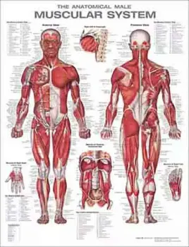 Picture of Book The Anatomical Male Muscular System Anatomical Chart
