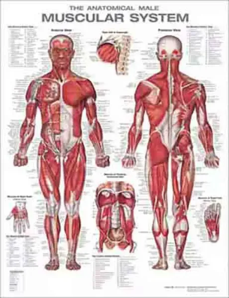 Imagem de The Anatomical Male Muscular System Anatomical Chart