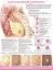 Picture of Book Understanding Breast Cancer Anatomical Chart