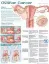 Picture of Book Understanding Ovarian Cancer Anatomical Chart