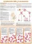 Picture of Book Understanding Leukemia Anatomical Chart