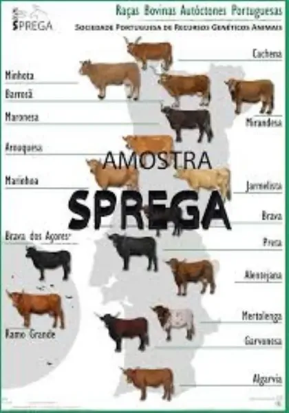 Imagem de Raças Autóctones Portuguesas