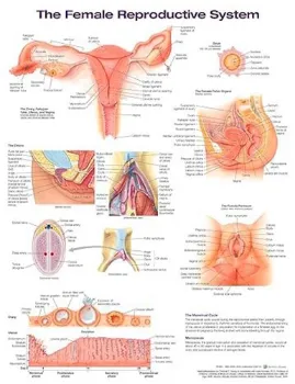 Imagem de The Female Reproductive System Anatomical Chart